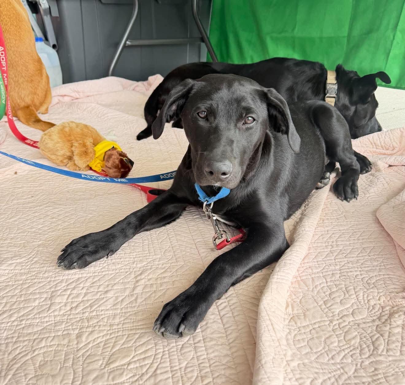 Enlarge Cody, a Adoptable mixed breed in Argyle, NY image 6/6