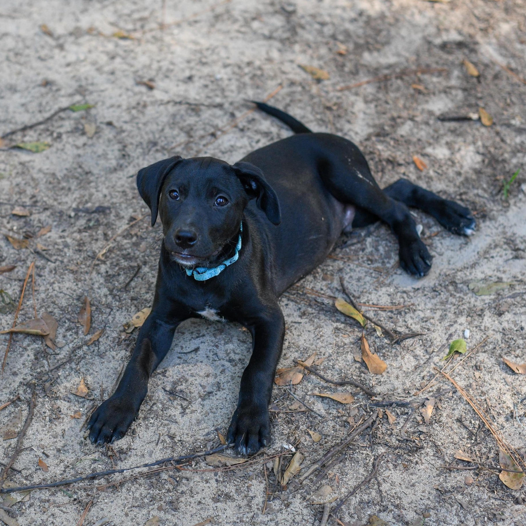 Enlarge Cody, a Adoptable mixed breed in Argyle, NY image 4/6