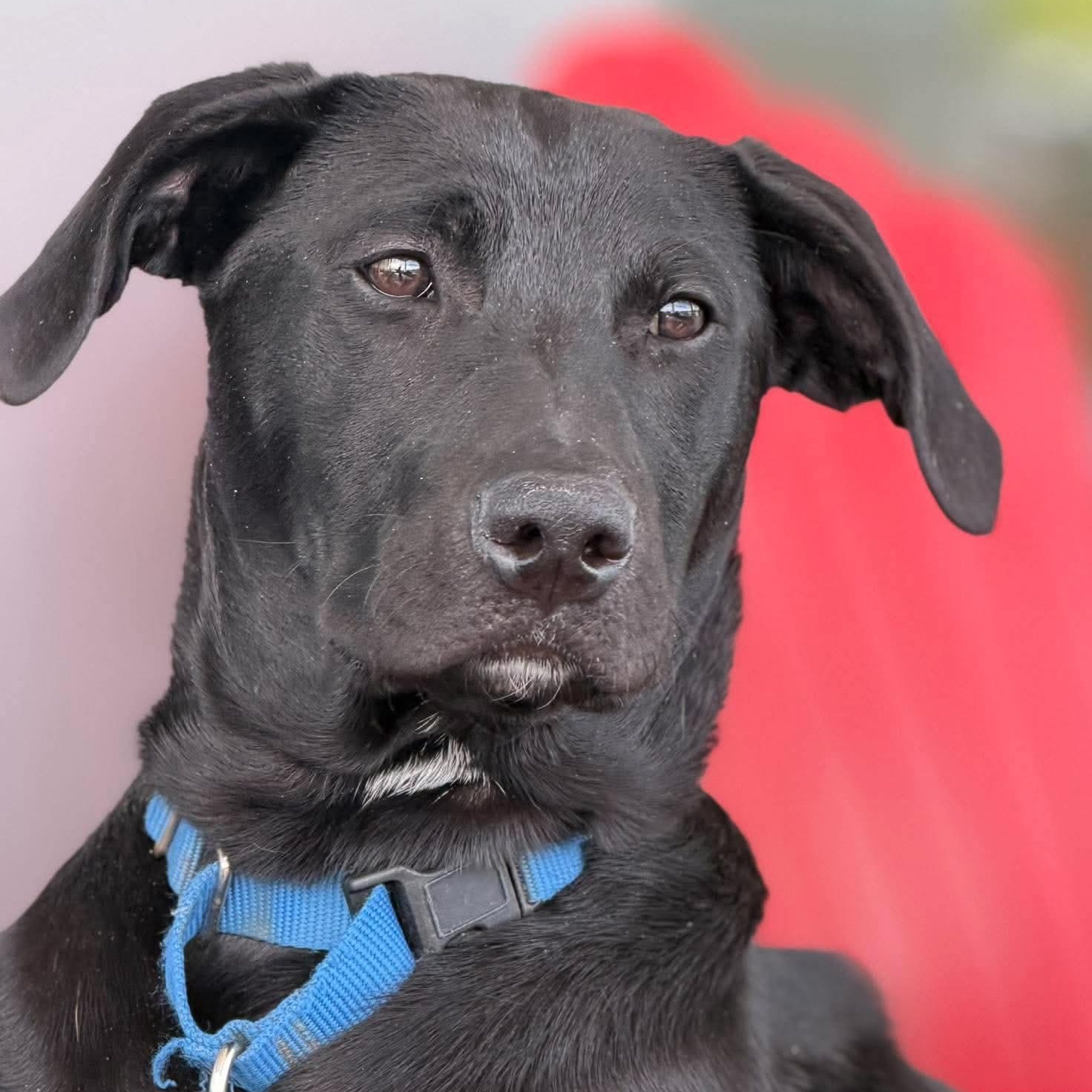 Enlarge Cody, a Adoptable mixed breed in Argyle, NY image 2/6