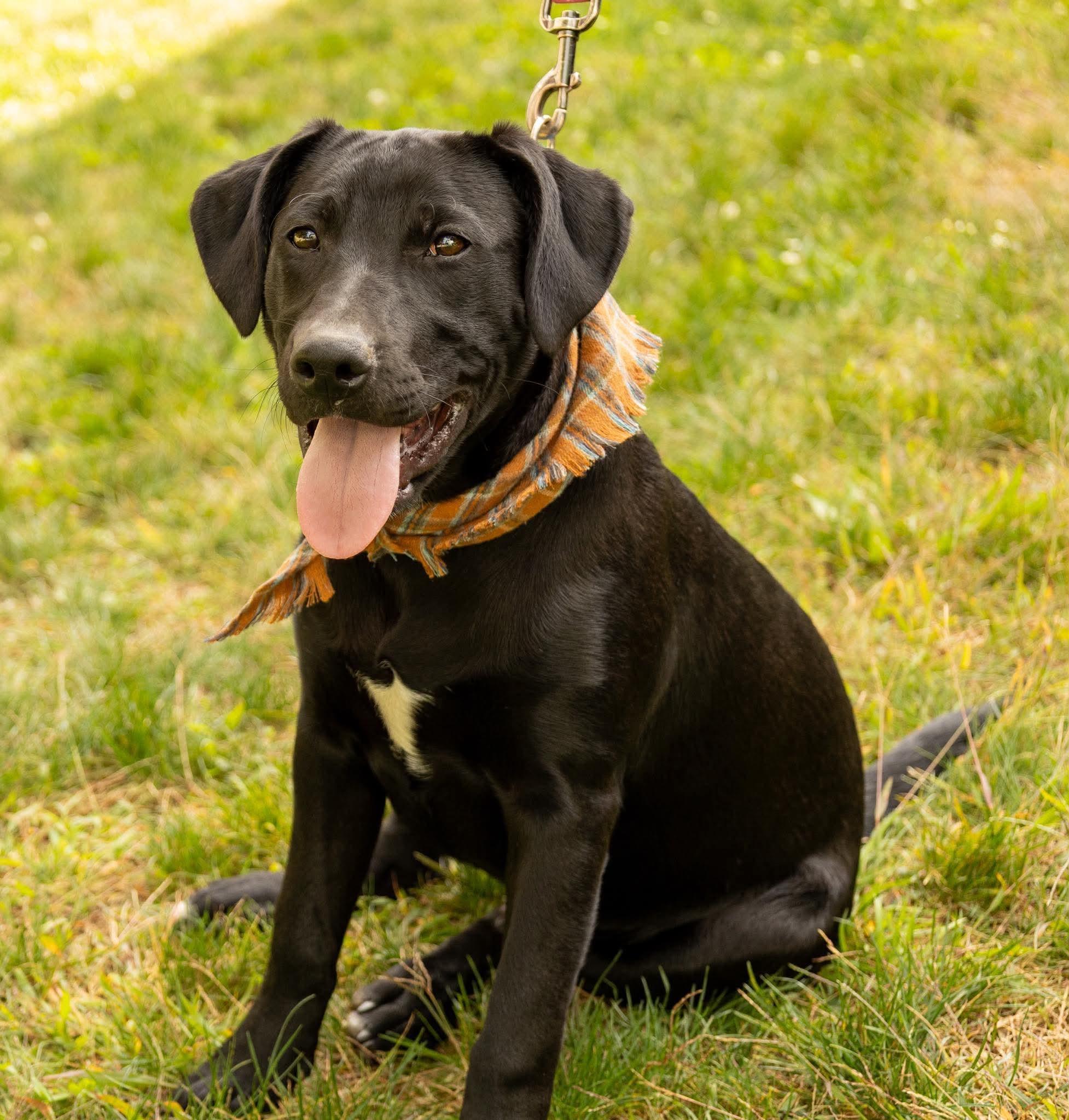 Cody, Adoptable, Puppy Male Labrador Retriever.