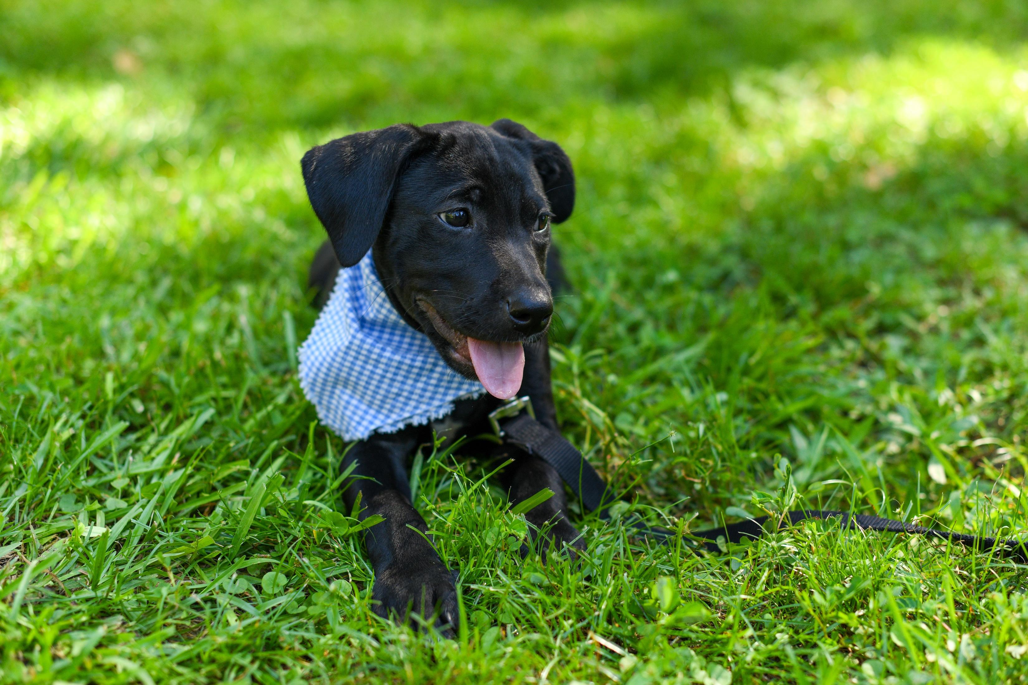 Enlarge Cody, a Adoptable mixed breed in Argyle, NY image 3/6