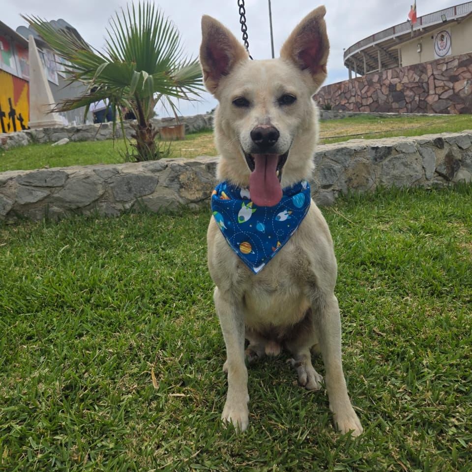 Enlarge logan, a Adoptable mixed breed in Tijuana, BCN image 1/5