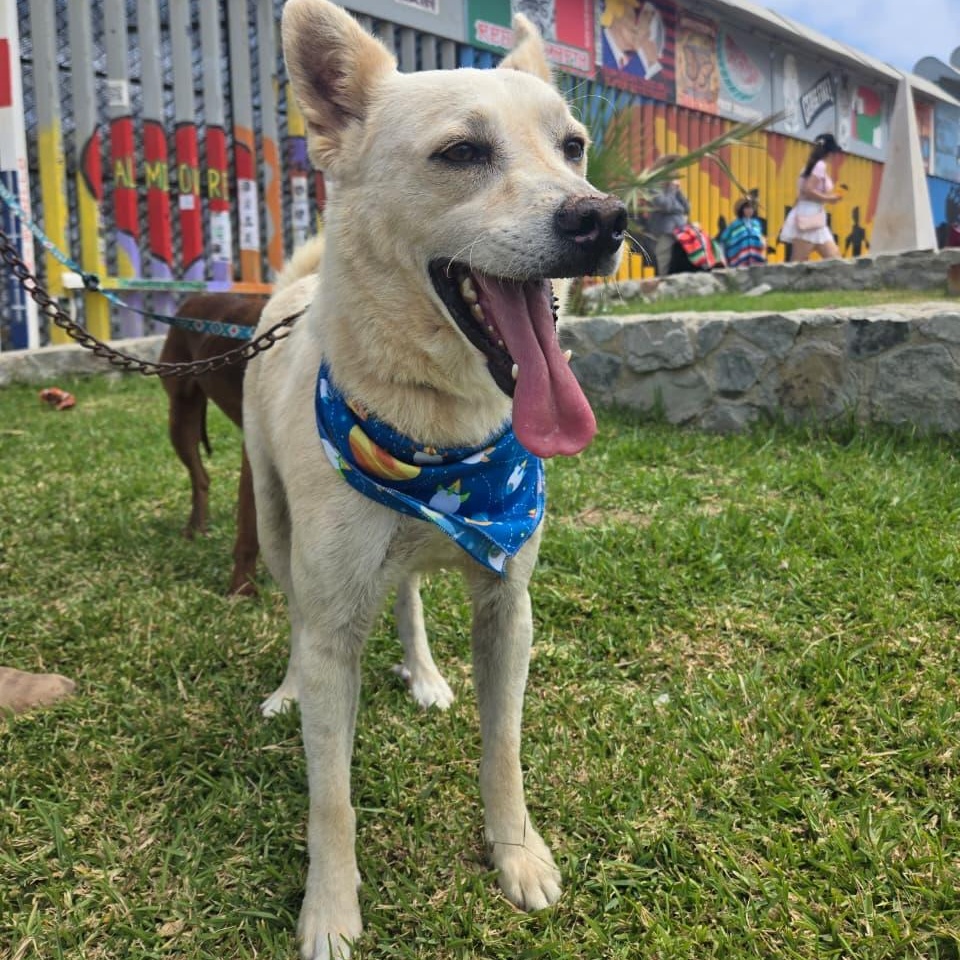 Enlarge logan, a Adoptable mixed breed in Tijuana, BCN image 2/5