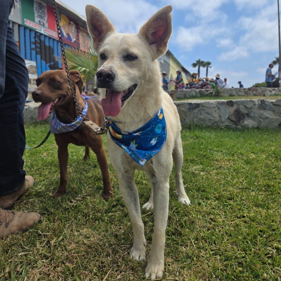 Enlarge logan, a Adoptable mixed breed in Tijuana, BCN image 3/5