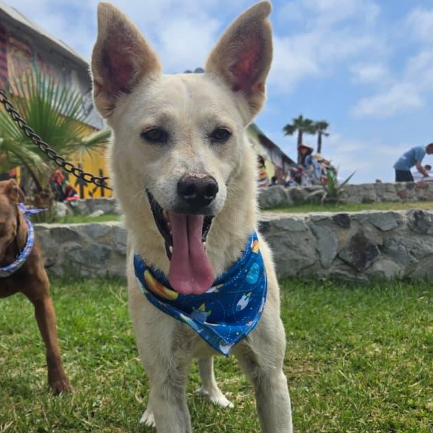 Enlarge logan, a Adoptable mixed breed in Tijuana, BCN image 5/5