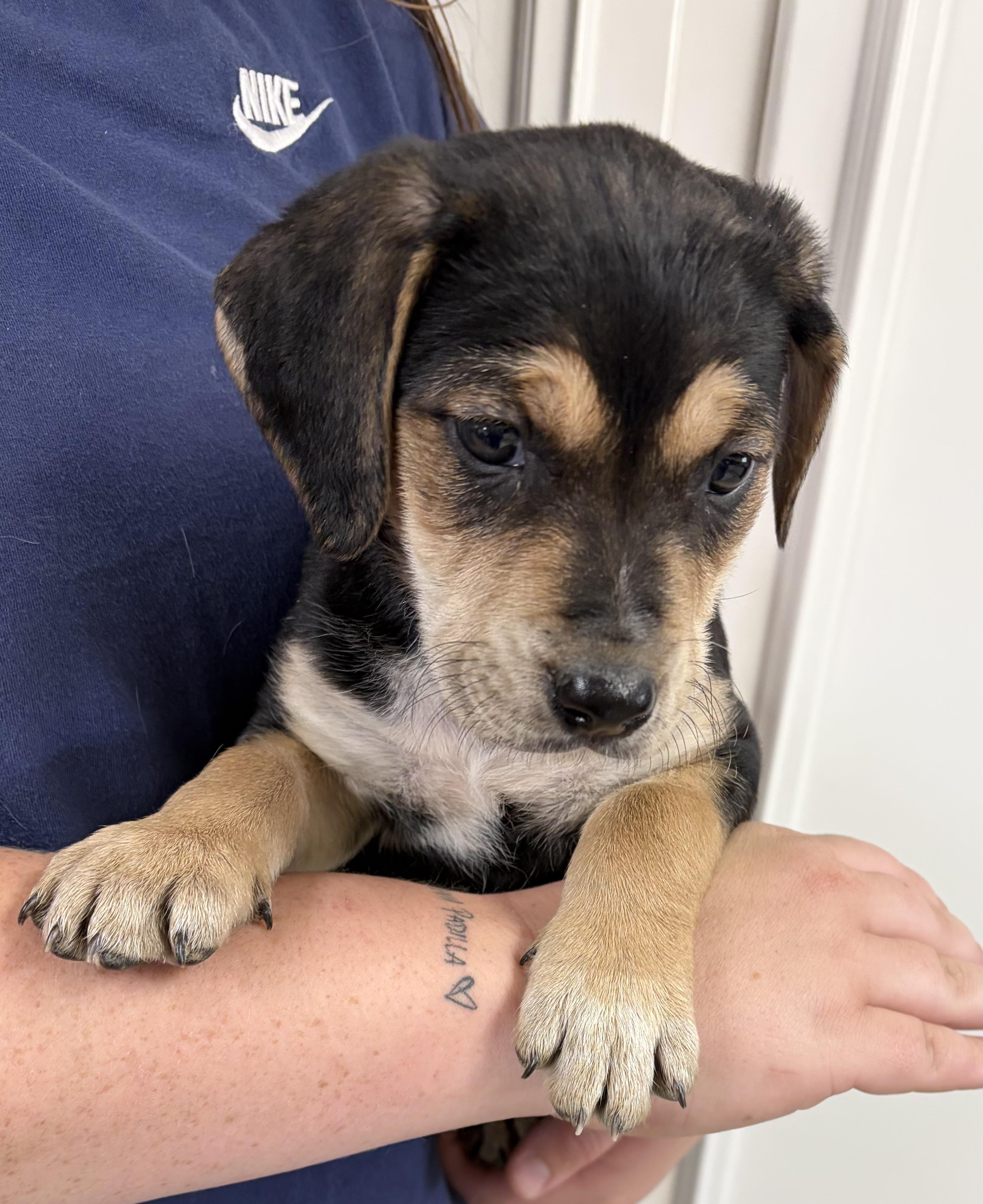 Enlarge NALA, a ADOPTABLE mixed breed in Dumont, NJ image 3/3