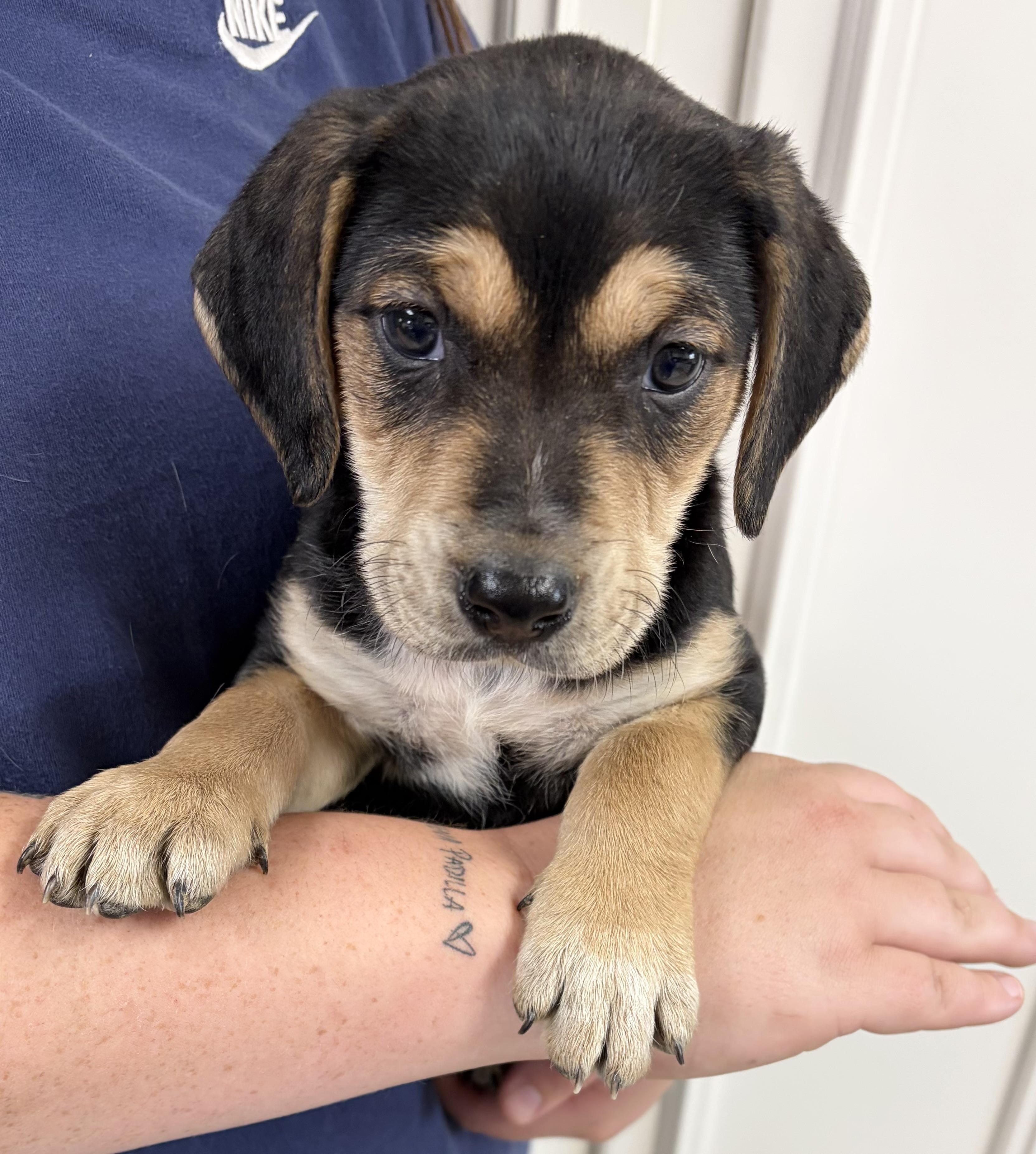 Enlarge NALA, a ADOPTABLE mixed breed in Dumont, NJ image 2/3