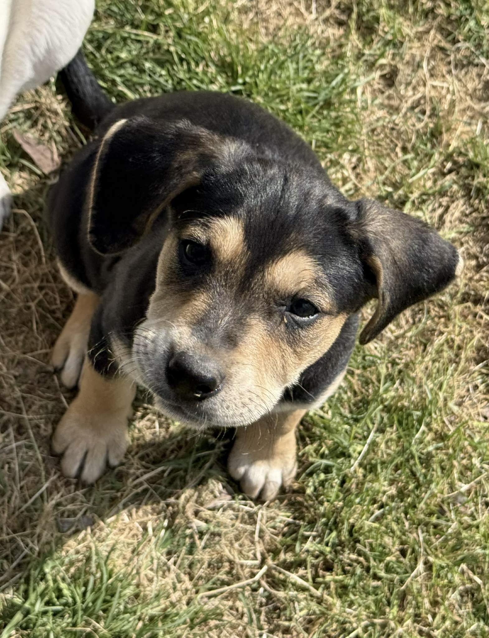 NALA, ADOPTABLE, Puppy Female Labrador Retriever & Australian Cattle Dog / Blue Heeler.