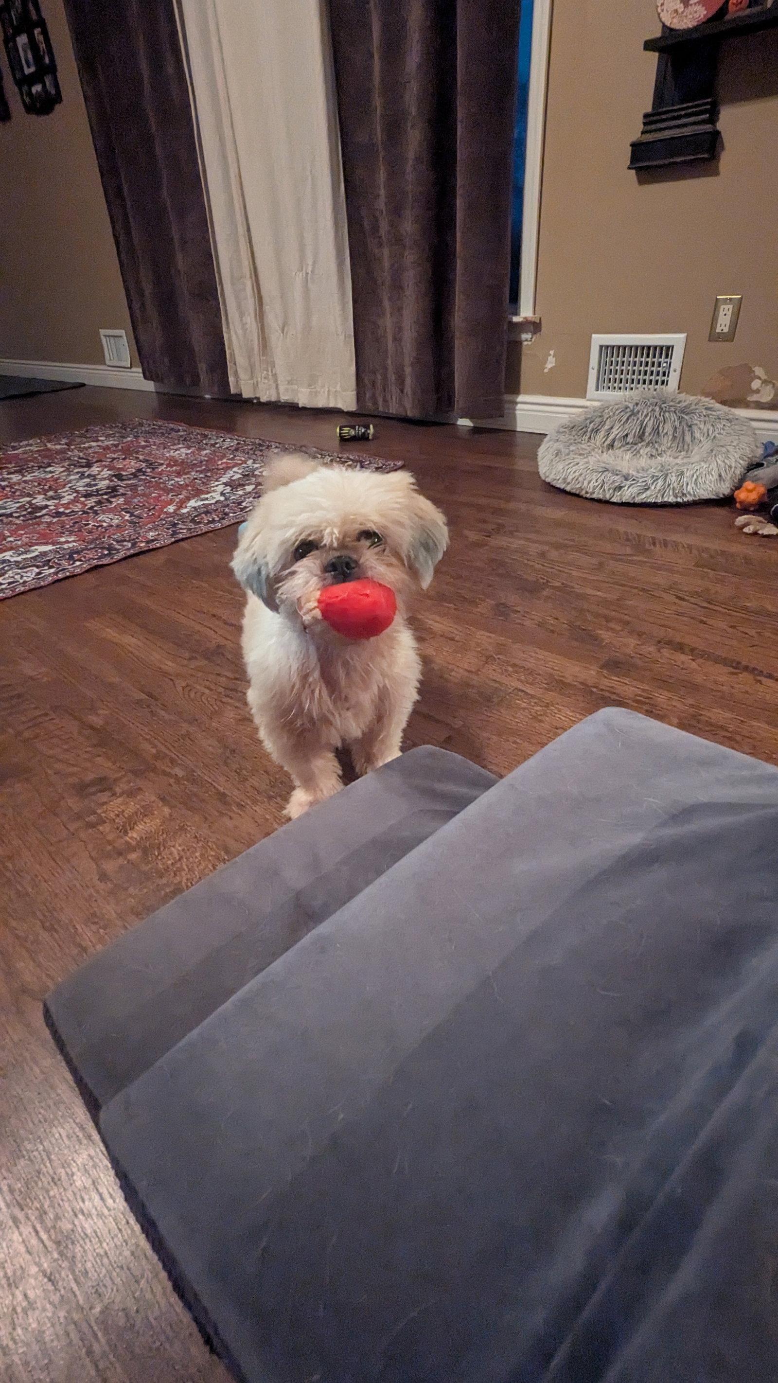 Eva, Adoptable, Adult Female Shih Tzu.