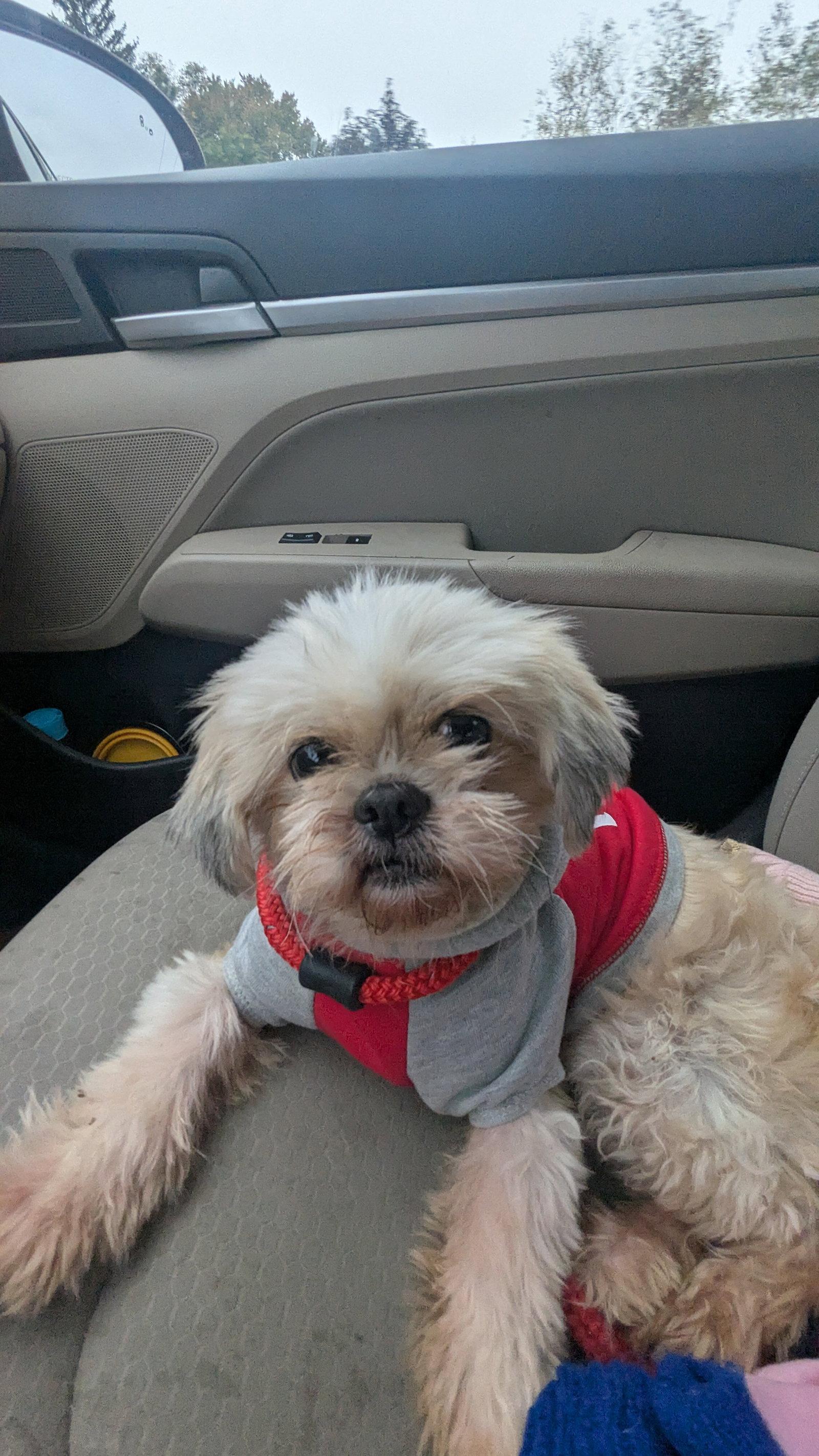 Enlarge Eva, a Adoptable Shih Tzu in Morganville, NJ image 2/3