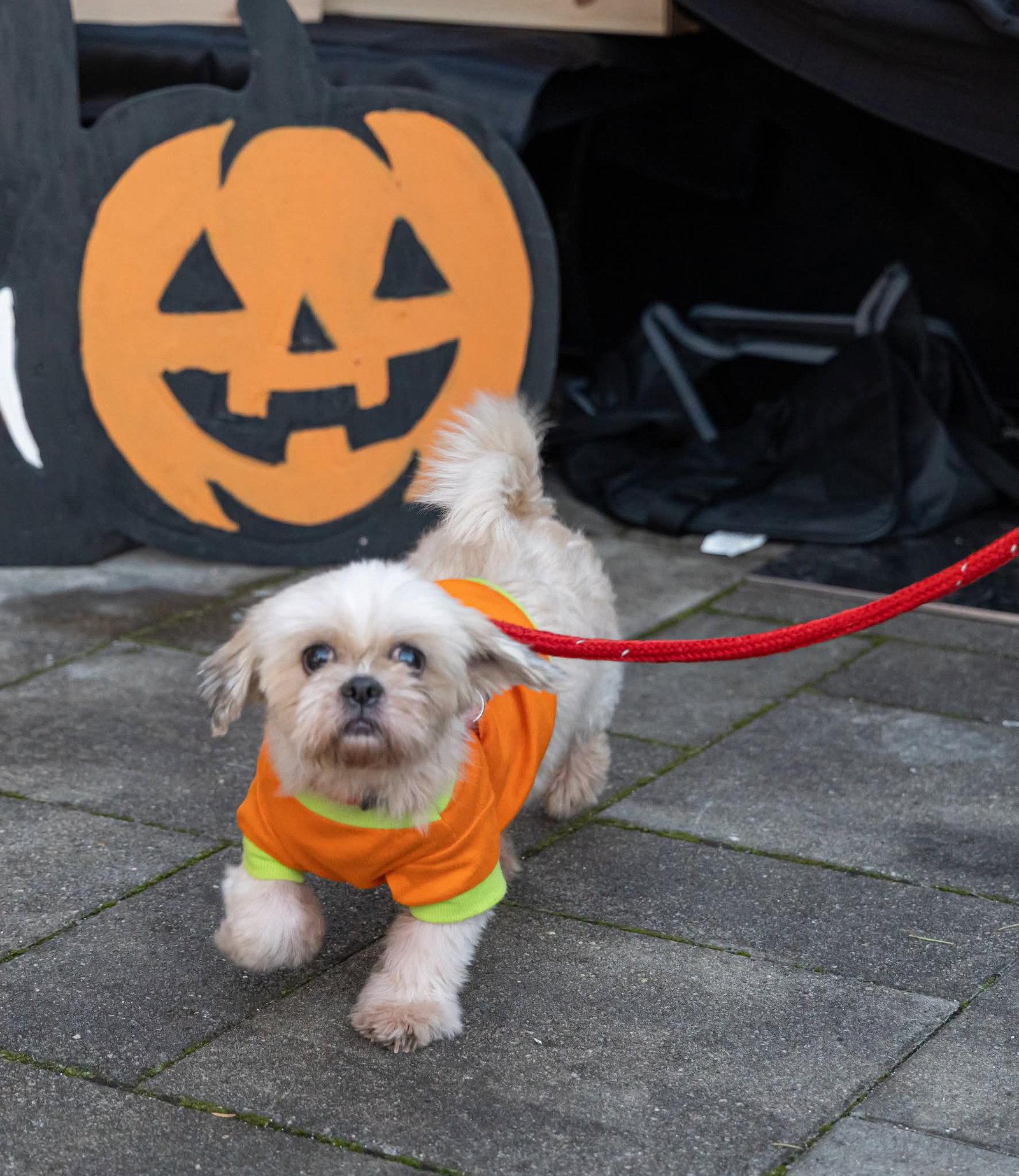 Enlarge Eva, a Adoptable Shih Tzu in Morganville, NJ image 3/3
