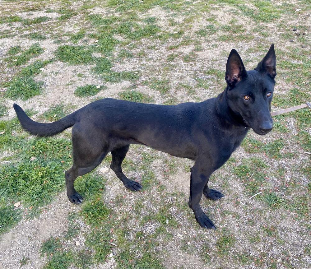 Enlarge Beauty, a Adoptable mixed breed in Naperville, IL image 4/5