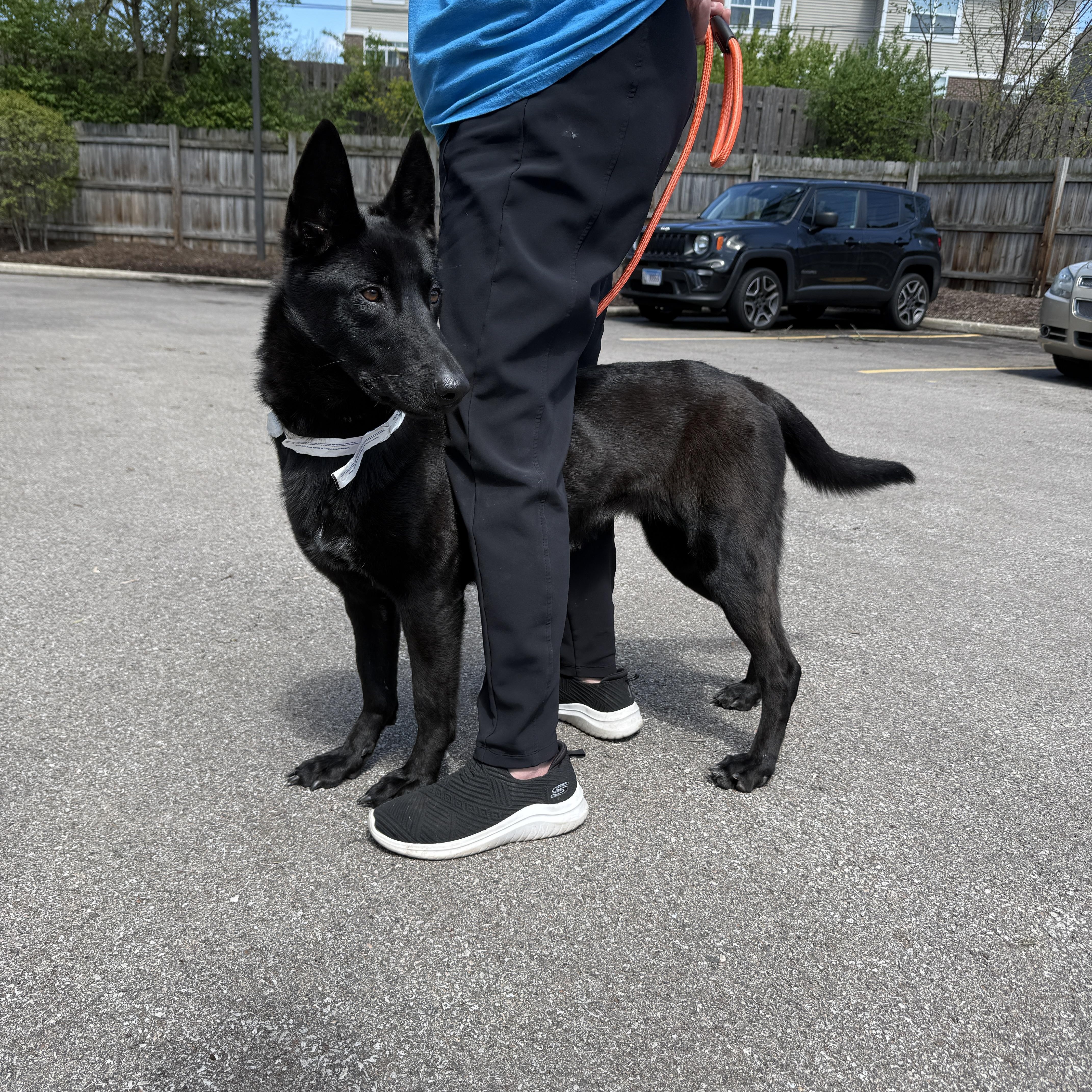 Enlarge Beauty, a Adoptable mixed breed in Naperville, IL image 5/5