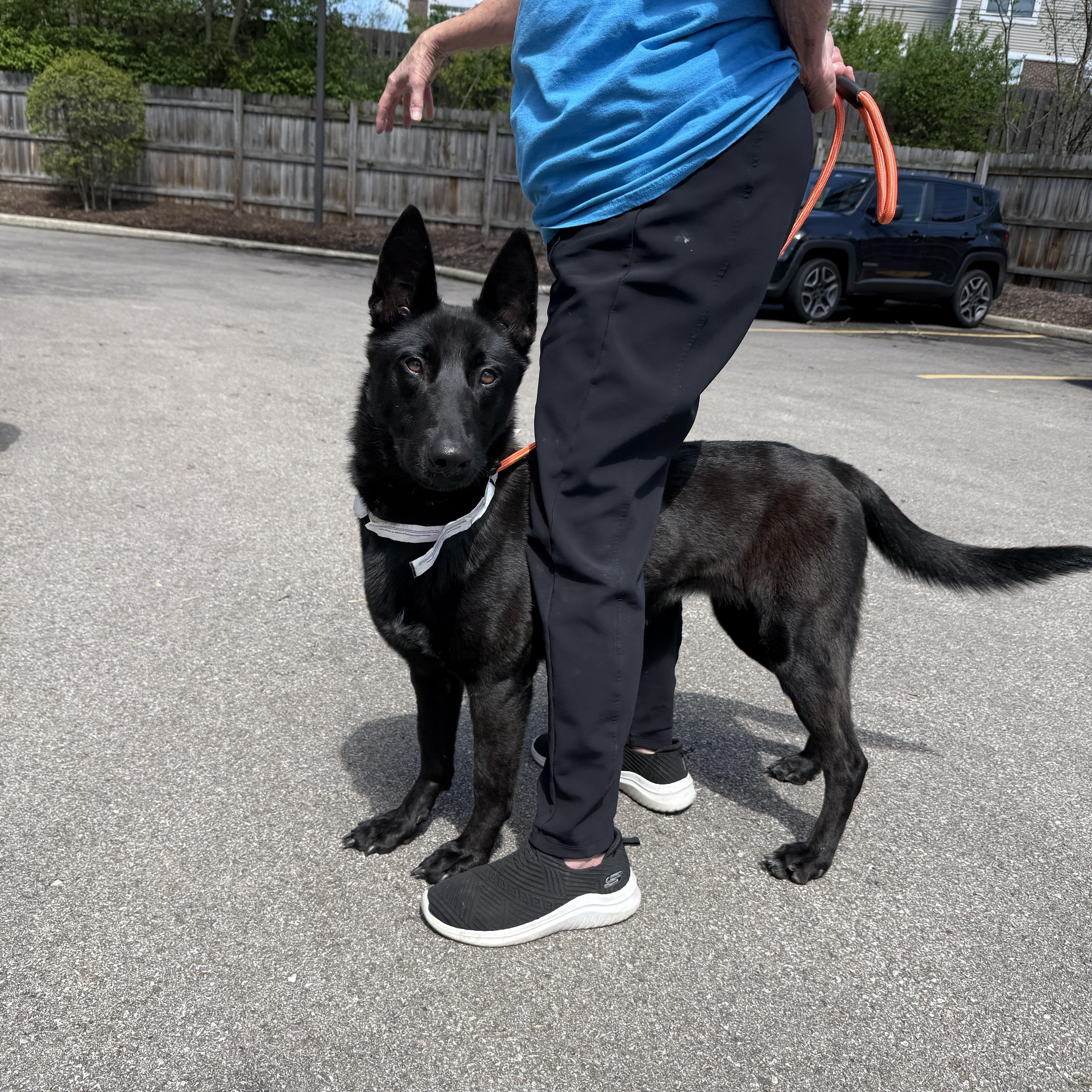 Enlarge Beauty, a Adoptable mixed breed in Naperville, IL image 2/5