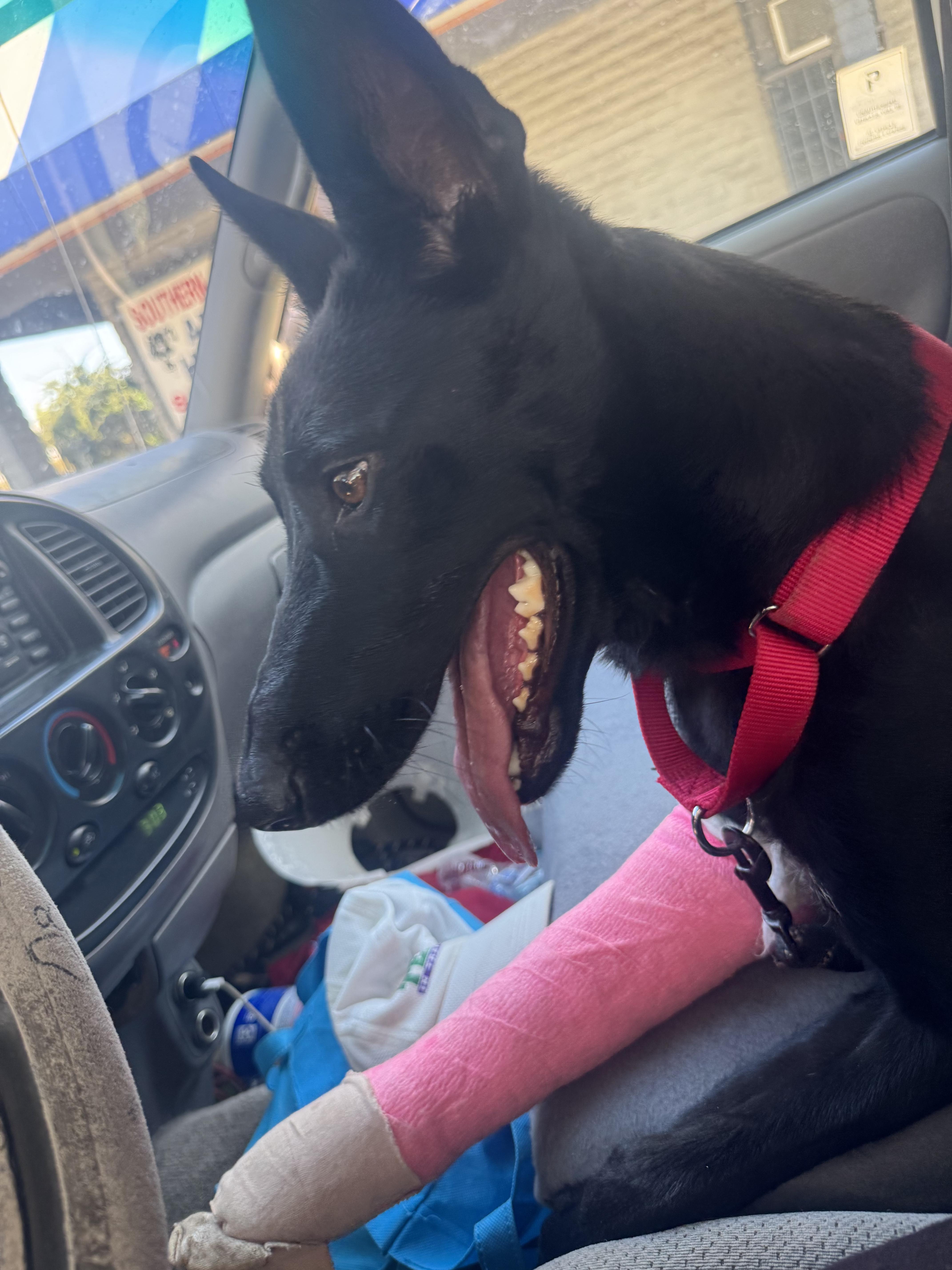 Enlarge Beauty, a Adoptable mixed breed in Naperville, IL image 3/5