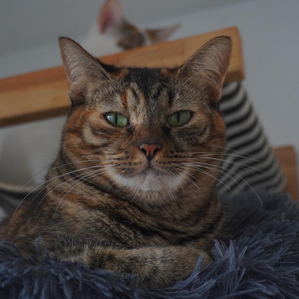 Fatima, Adoptable, Adult Female Domestic Short Hair.