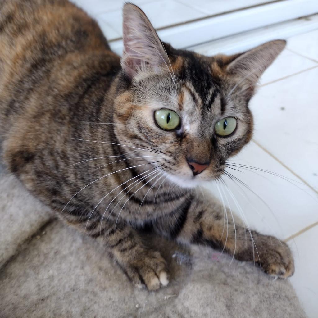 Enlarge Fatima, a Adoptable Domestic Short Hair in San Juan, PR image 2/3