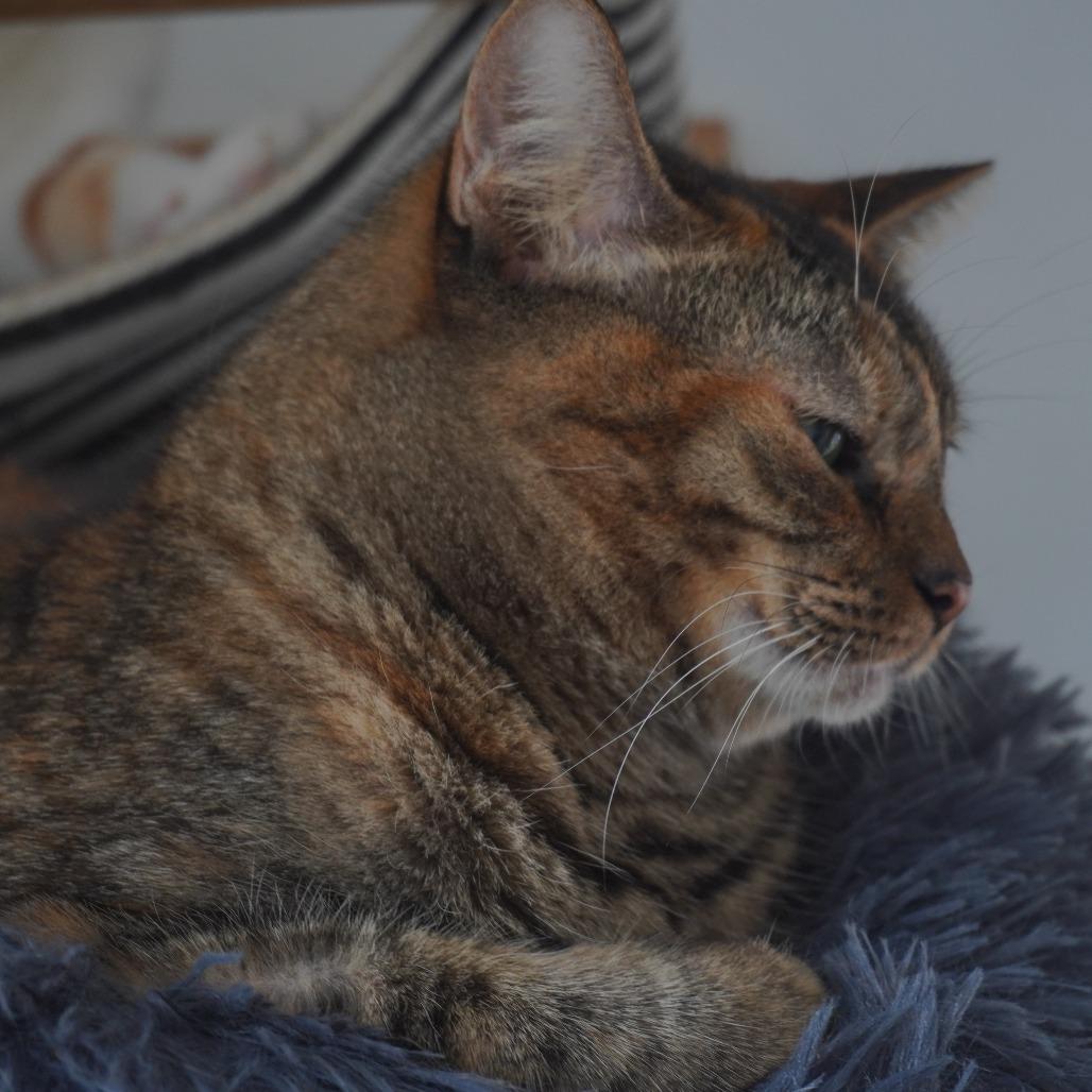 Enlarge Fatima, a Adoptable Domestic Short Hair in San Juan, PR image 3/3