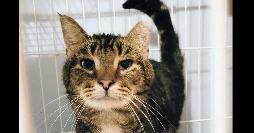 Enlarge Charlie Brown, a Adoptable Domestic Short Hair in Springdale, PA image 1/6