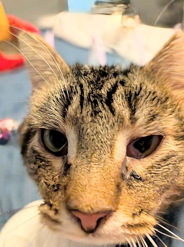 Enlarge Charlie Brown, a Adoptable Domestic Short Hair in Springdale, PA image 2/6