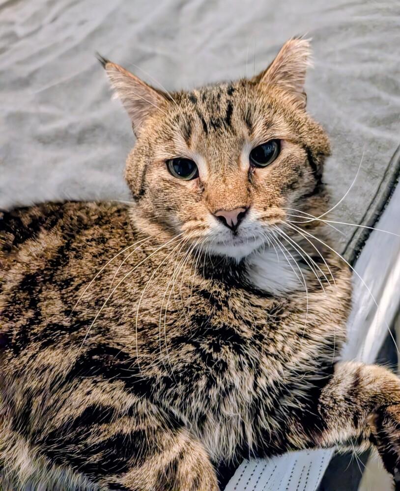 Enlarge Charlie Brown, a Adoptable Domestic Short Hair in Springdale, PA image 3/6