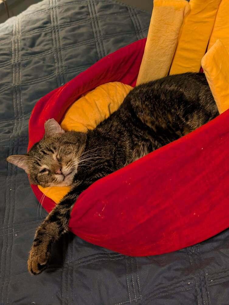 Enlarge Charlie Brown, a Adoptable Domestic Short Hair in Springdale, PA image 4/6