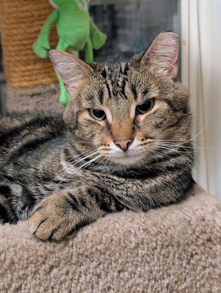 Charlie Brown, a Adoptable Domestic Short Hair in Springdale, PA image 2/6