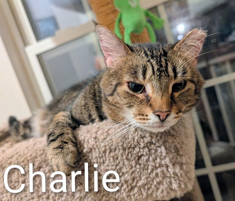 Charlie Brown, a Adoptable Domestic Short Hair in Springdale, PA image 4/6