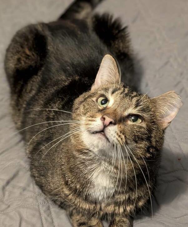 Enlarge Charlie Brown, a Adoptable Domestic Short Hair in Springdale, PA image 5/6