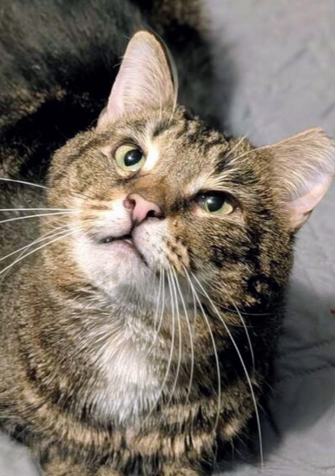 Charlie Brown, a Adoptable Domestic Short Hair in Springdale, PA image 4/5