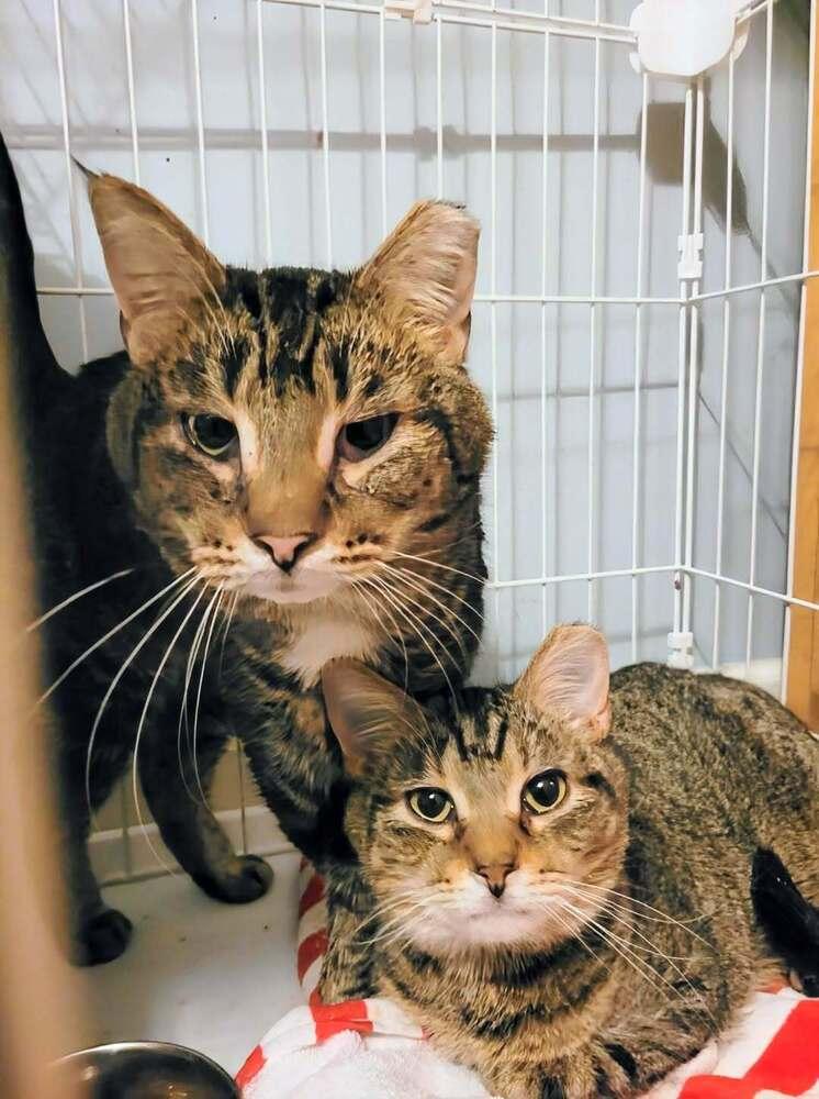 Enlarge Charlie Brown, a Adoptable Domestic Short Hair in Springdale, PA image 6/6