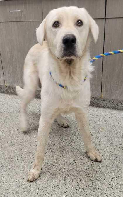 Charles, Adoptable, Adult Male Great Pyrenees & Labrador Retriever.