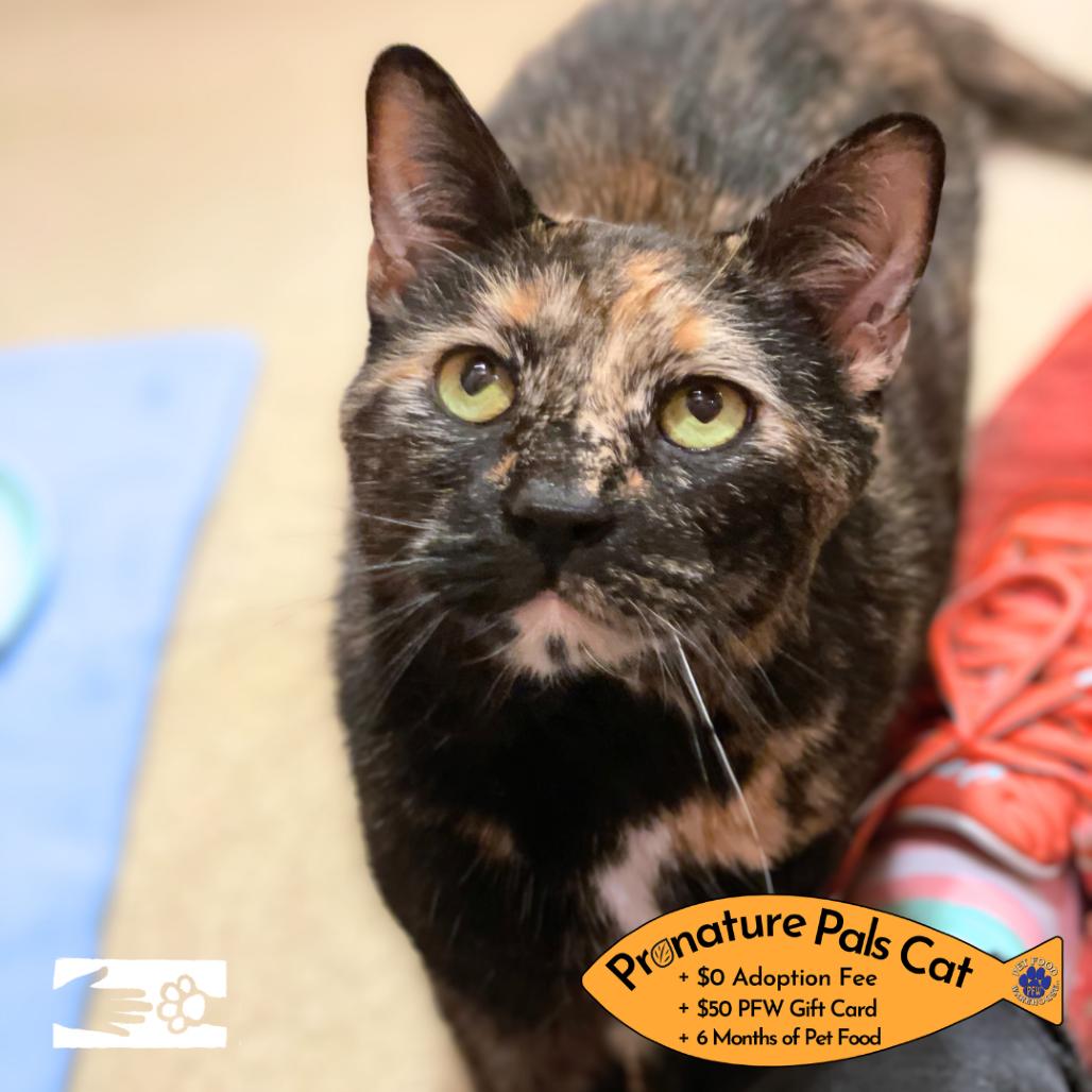 Bashful, Adoptable, Senior Female Domestic Short Hair & Mixed Breed.