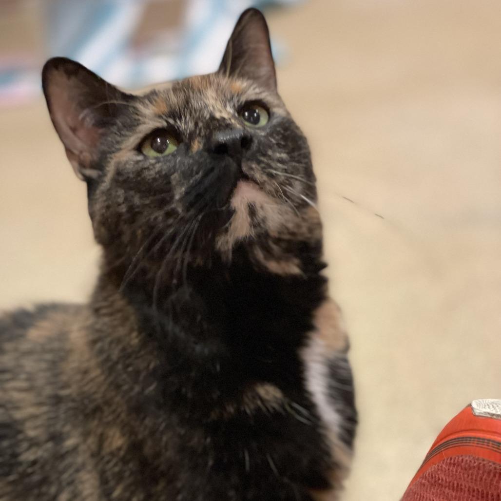 Enlarge Bashful, a Adoptable mixed breed in South Burlington, VT image 2/6