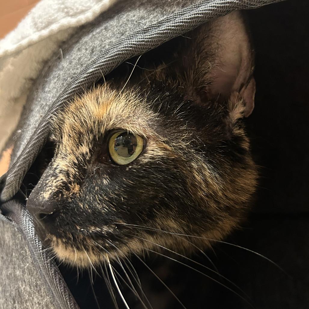 Enlarge Bashful, a Adoptable mixed breed in South Burlington, VT image 3/6