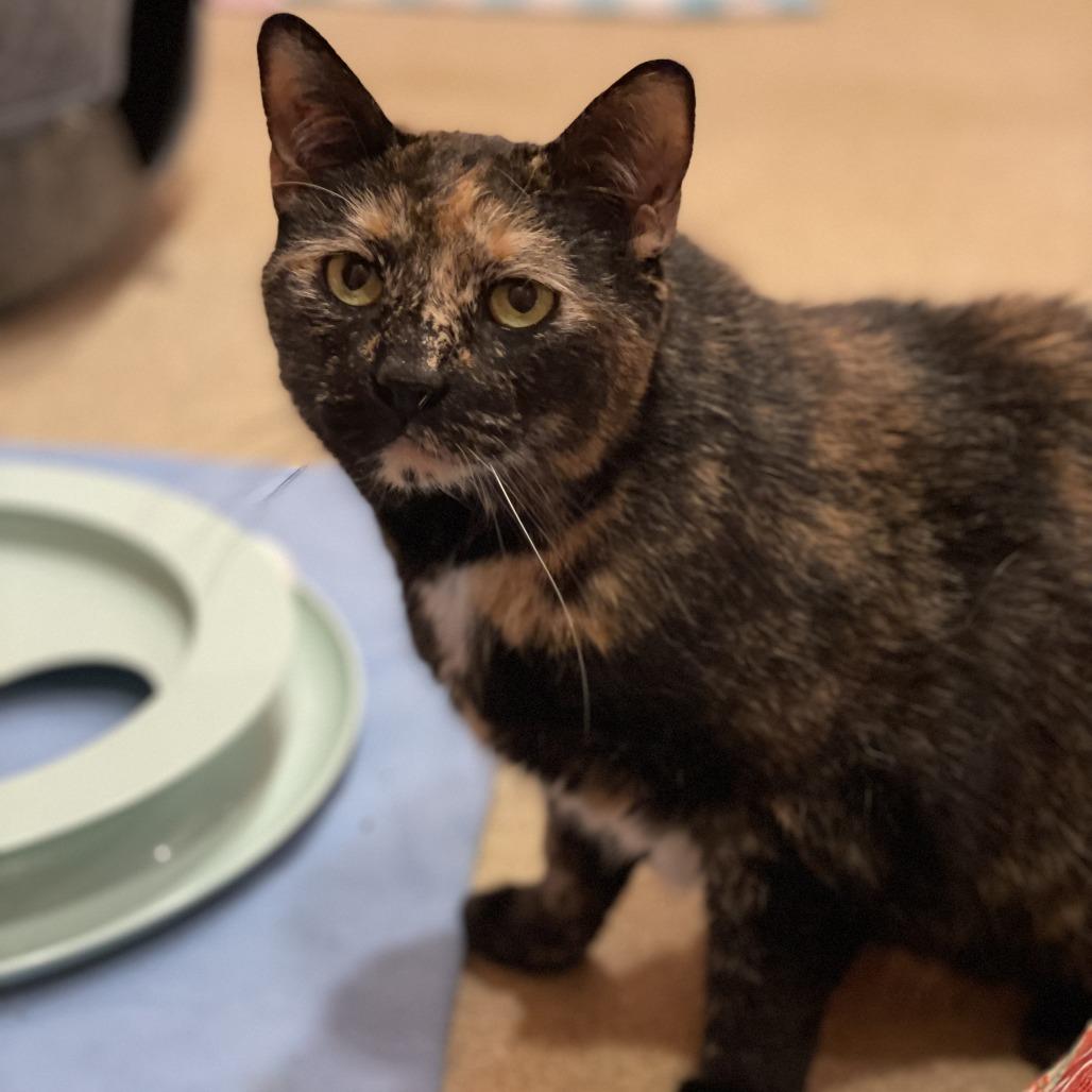 Enlarge Bashful, a Adoptable mixed breed in South Burlington, VT image 4/6