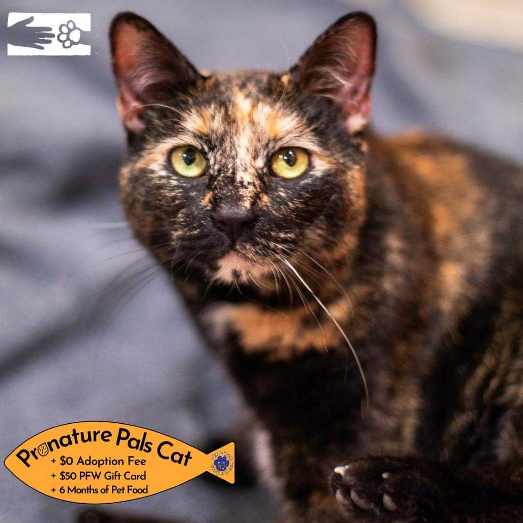 Enlarge Bashful, a Adoptable mixed breed in South Burlington, VT image 5/6