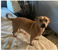 Enlarge Sweet Pea, a ADOPTABLE mixed breed in Bartlett, IL image 5/5