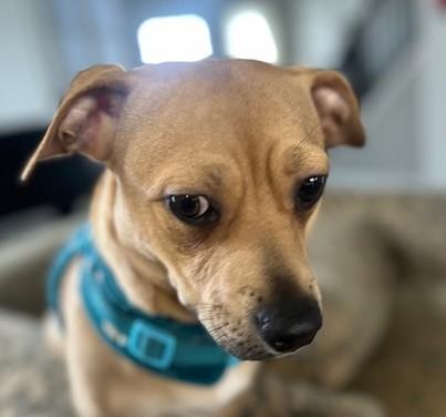 Enlarge Sweet Pea, a ADOPTABLE mixed breed in Bartlett, IL image 2/5