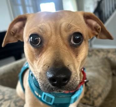 Enlarge Sweet Pea, a ADOPTABLE mixed breed in Bartlett, IL image 1/5