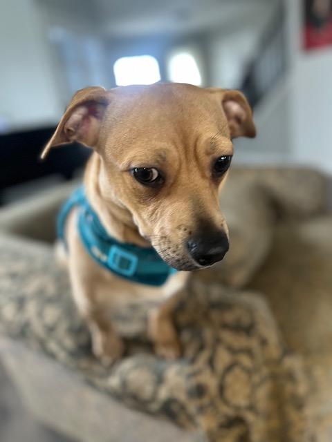 Enlarge Sweet Pea, a ADOPTABLE mixed breed in Bartlett, IL image 4/5