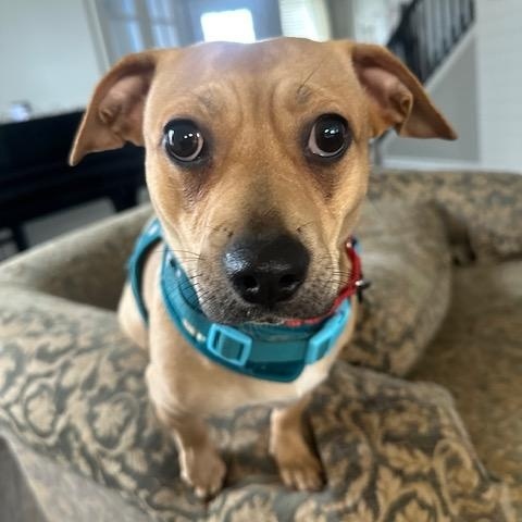 Enlarge Sweet Pea, a ADOPTABLE mixed breed in Bartlett, IL image 3/5