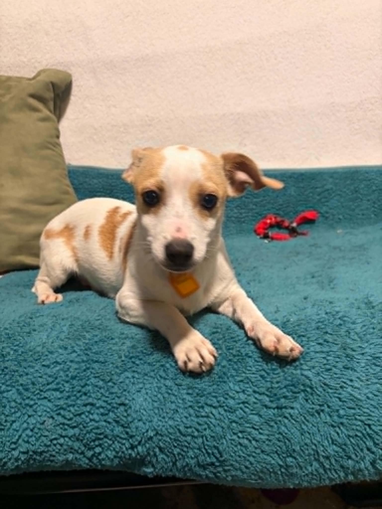 Birch, Adopted, Puppy Male Chihuahua.