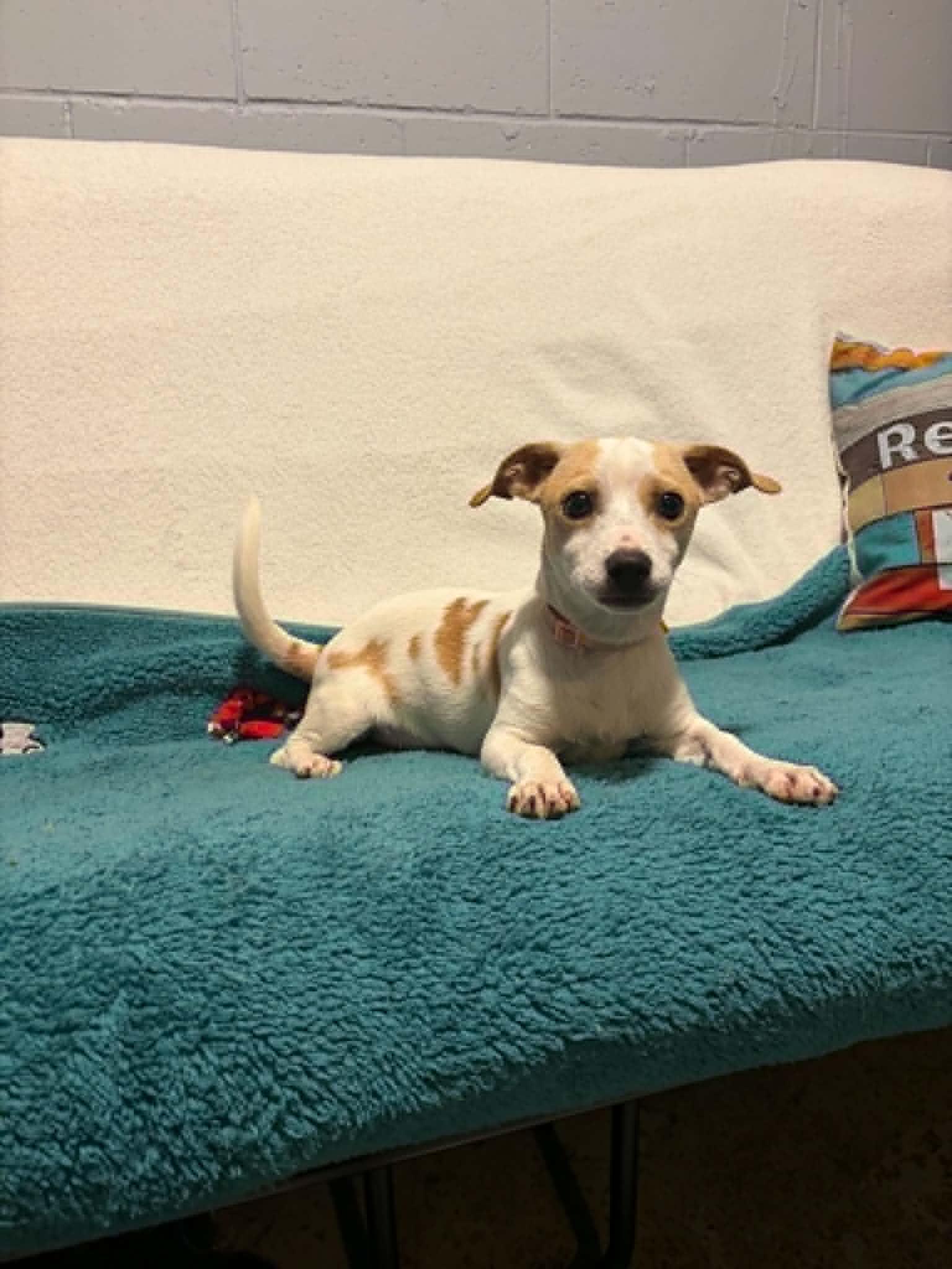 Enlarge Birch, a Adopted Chihuahua in Mukwonago, WI image 2/3
