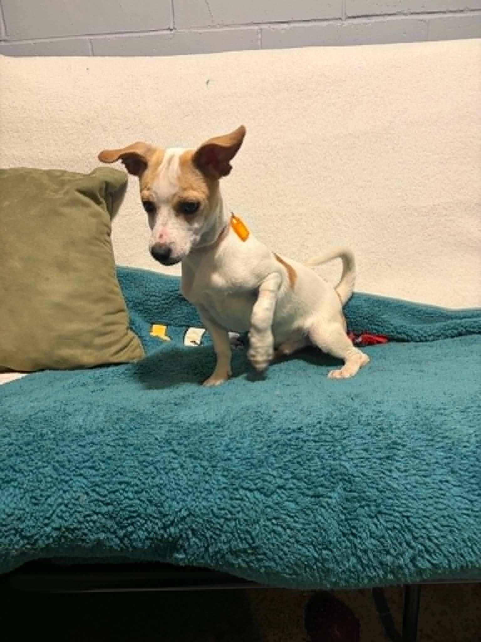 Enlarge Birch, a Adopted Chihuahua in Mukwonago, WI image 3/3