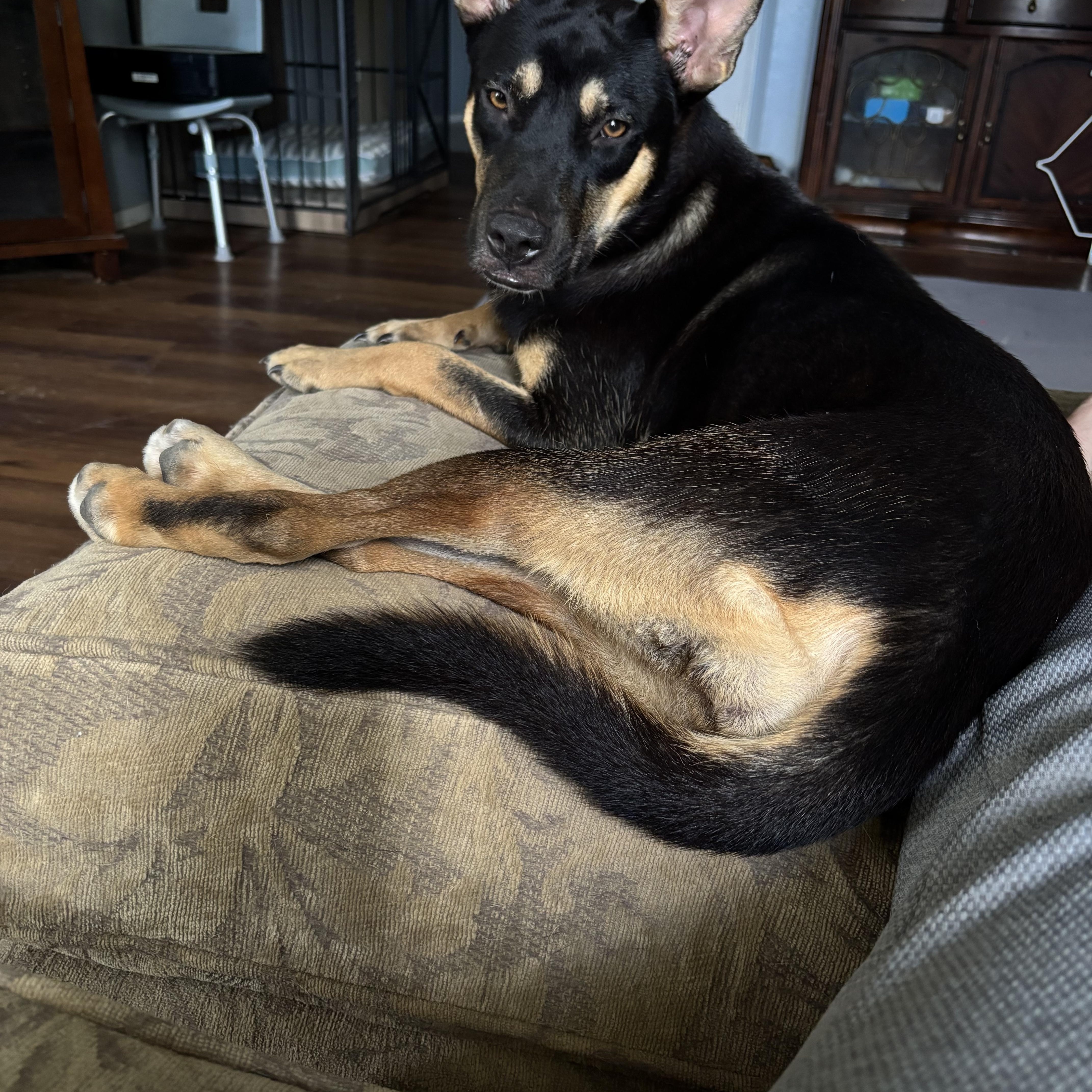 Enlarge Gipsy, a Adoptable mixed breed in Brattleboro, VT image 6/6