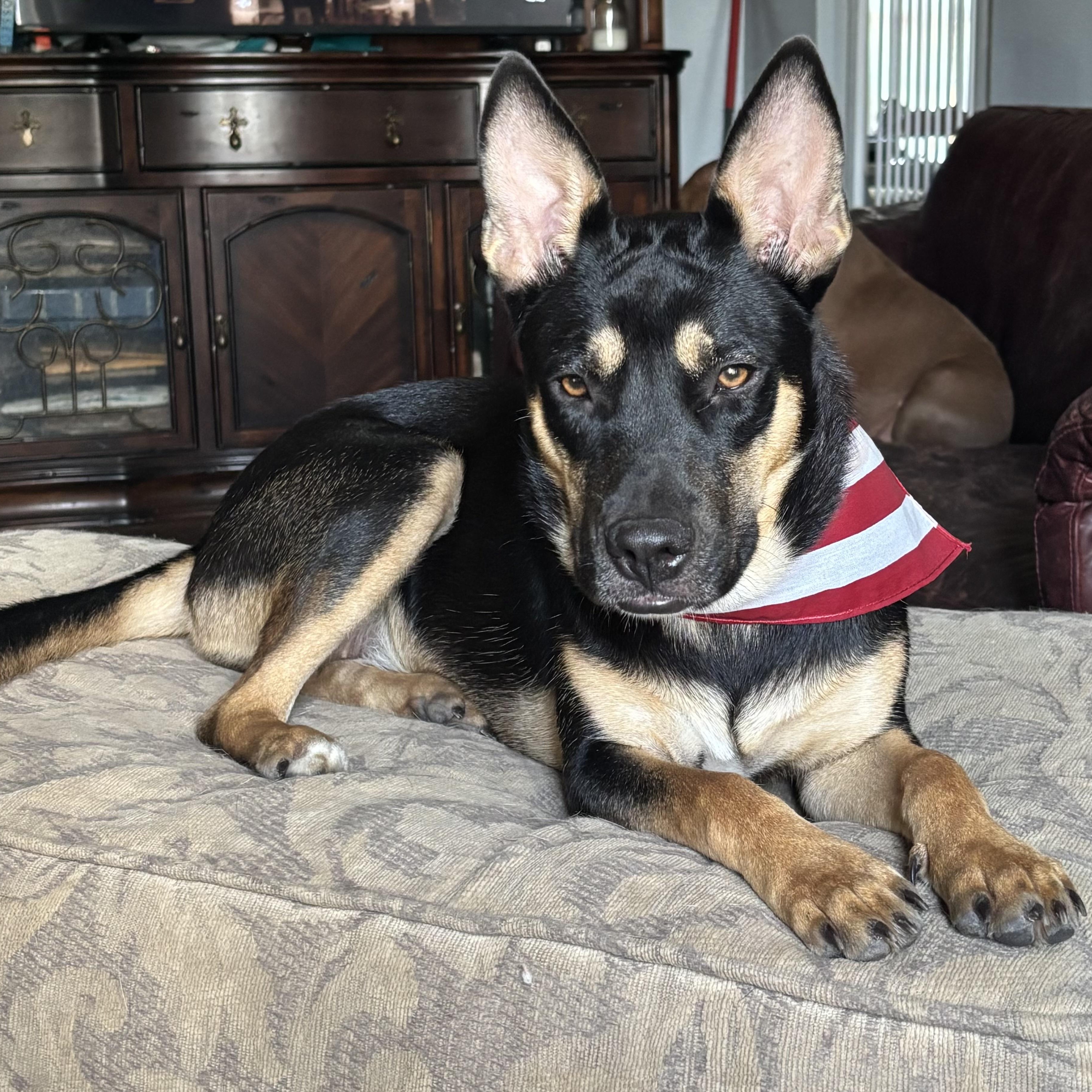 Enlarge Gipsy, a Adoptable mixed breed in Brattleboro, VT image 2/6