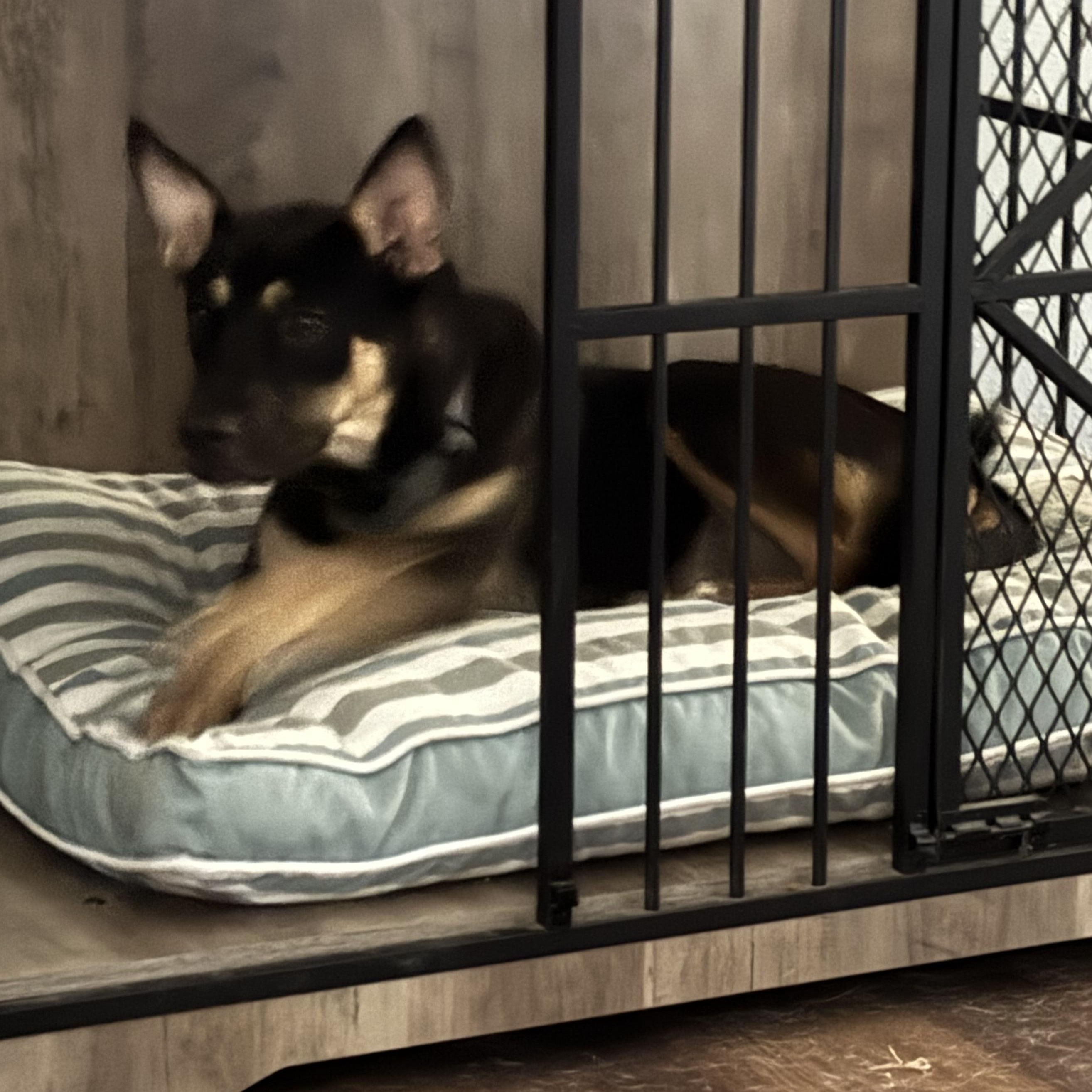 Enlarge Gipsy, a Adoptable mixed breed in Brattleboro, VT image 4/6