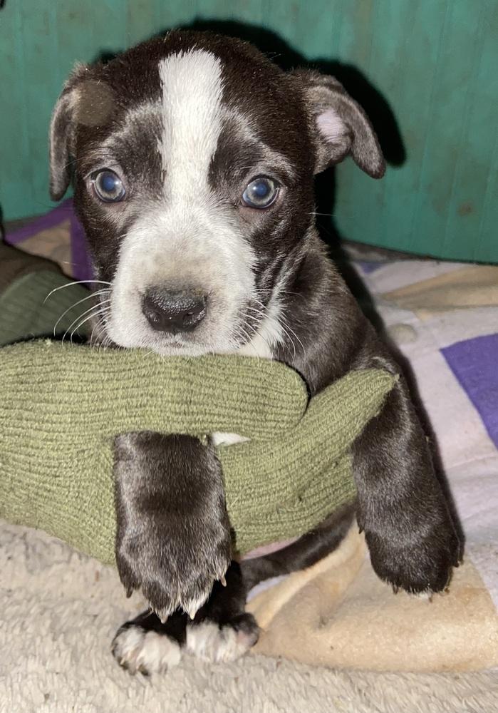 Kara, Adoptable, Puppy Female Dachshund.