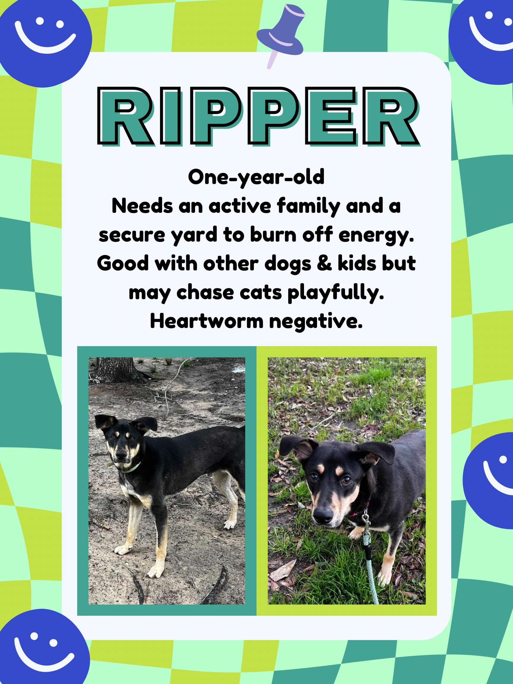 Enlarge Ripper, a Adoptable Australian Cattle Dog / Blue Heeler in Aulac, NB image 1/1
